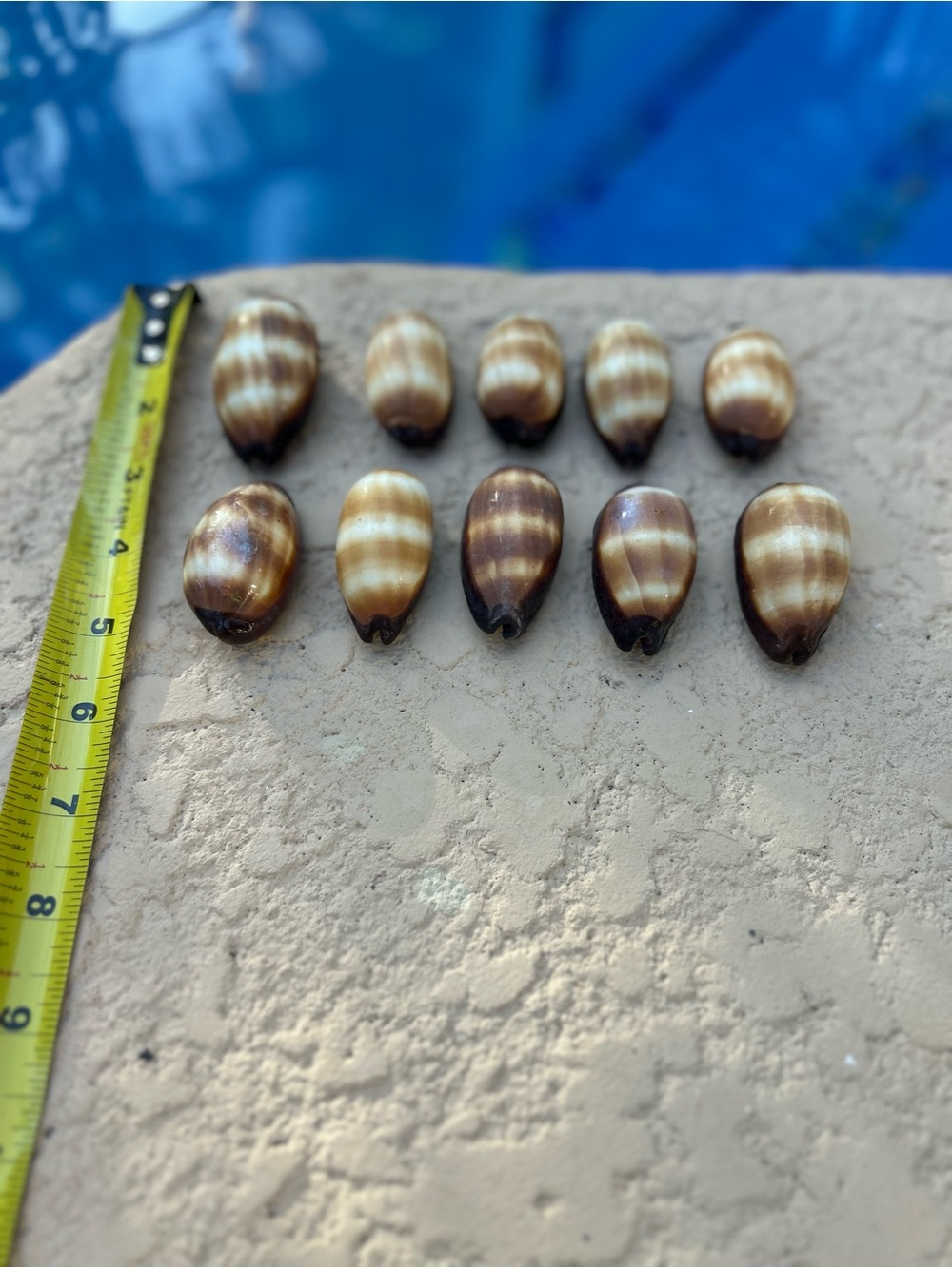 Set of 10 Mole Cowrie Shells